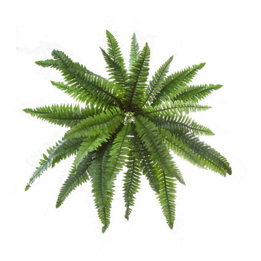 Hanging Plants Boston Fern Bush Green (50cmD) 1pc