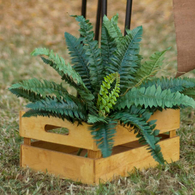 Hanging Plants Boston Fern Bush Green (50cmD) 1pc