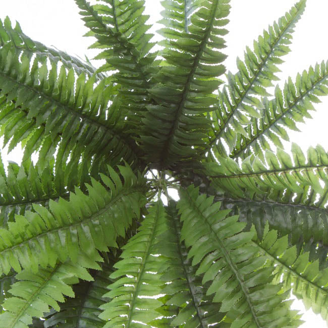 Hanging Plants Boston Fern Bush Green (50cmD) 1pc