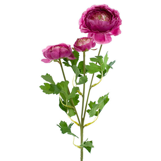 Helena Ranunculus Spray Fuchsia (61cmH) 1pc
