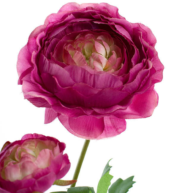 Helena Ranunculus Spray Fuchsia (61cmH) 1pc