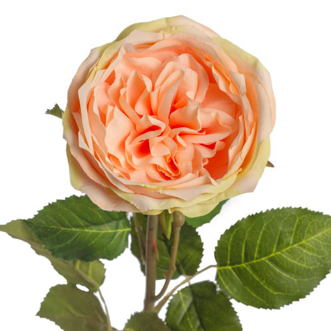 Grace Garden Rose Stem Dusty Peach Flower (76cmH) 1pc