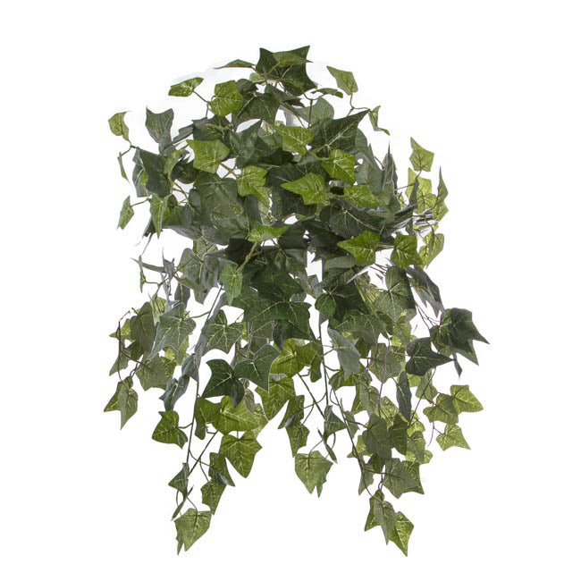 Hanging Plants English Ivy Bush x24 Green (67cm) 1pc