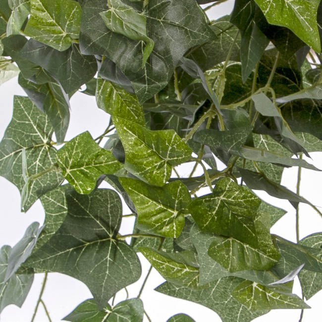 Hanging Plants English Ivy Bush x24 Green (67cm) 1pc